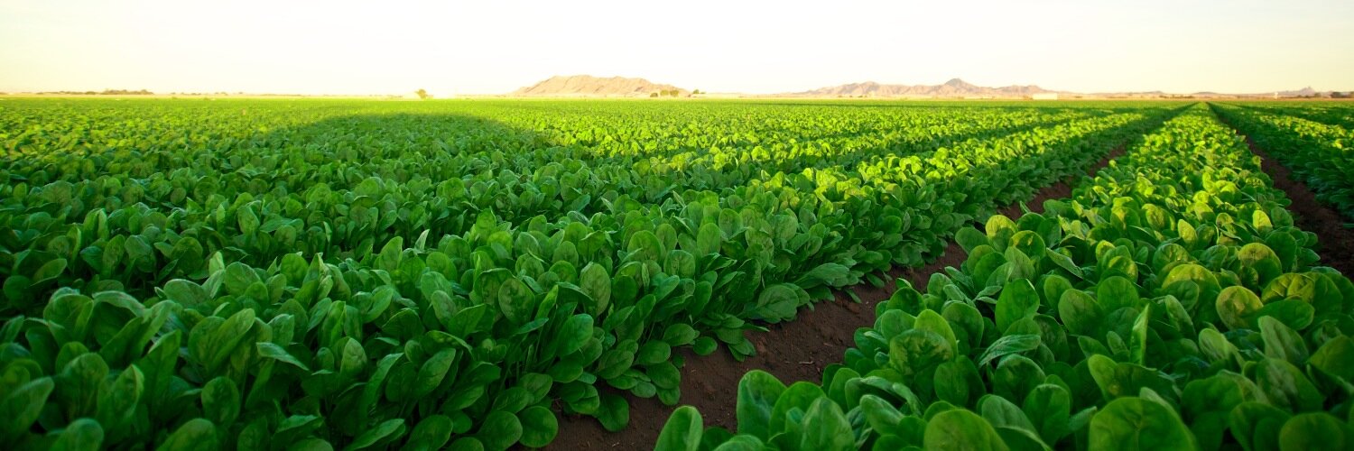 QueenVicProduce's profile banner image