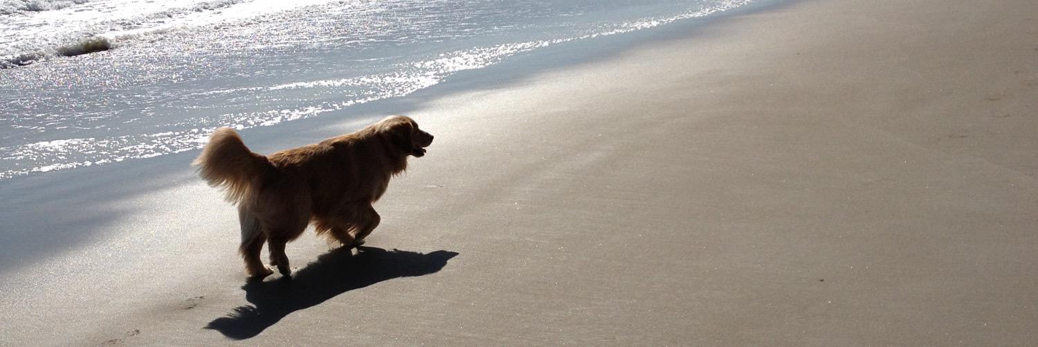 EccoTheGolden's profile banner image