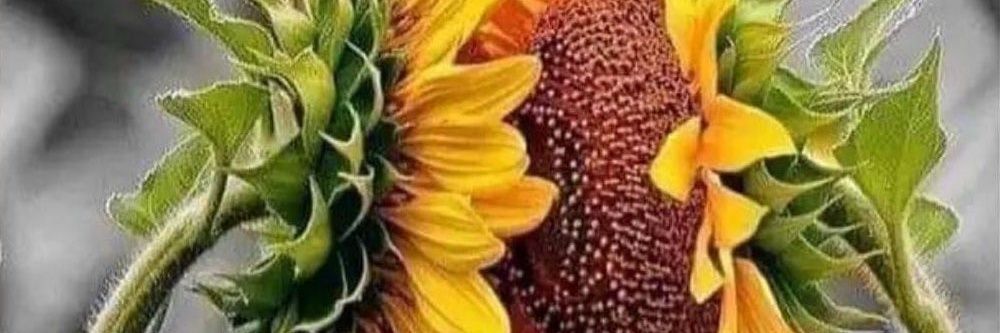 fedotova_ev's profile banner image