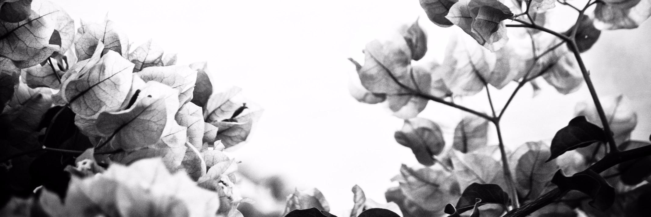 StephBH's profile banner image