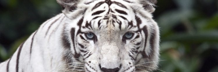 _Chuchaa's profile banner image