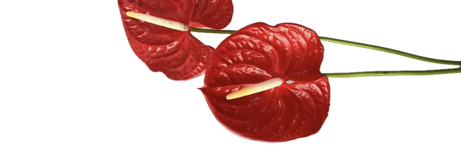 heysanfrey's profile banner image
