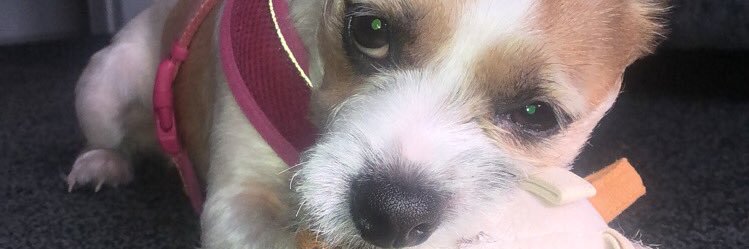 WestLynne's profile banner image