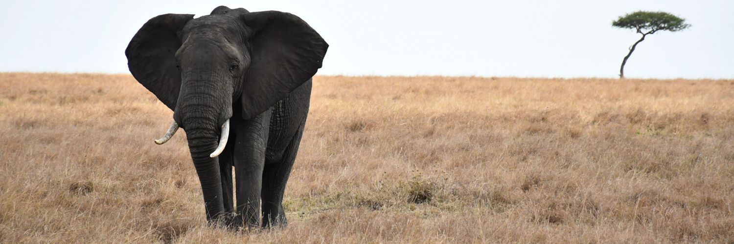 Peter Koima™ banner