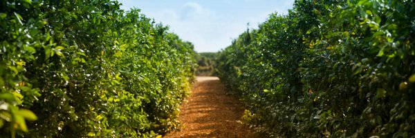 VisionImport Profile Banner