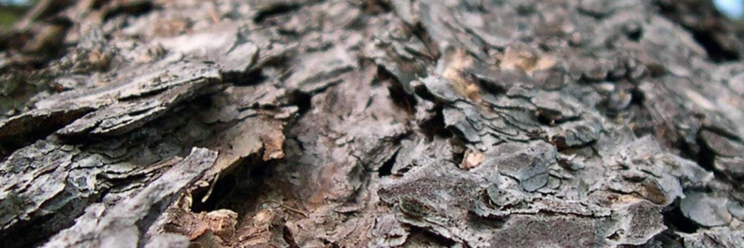 Brooklinevill's profile banner image