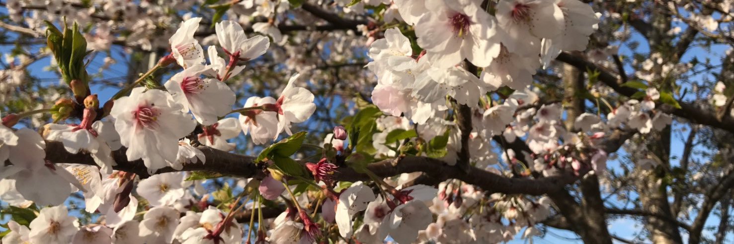 inakichi22's profile banner image