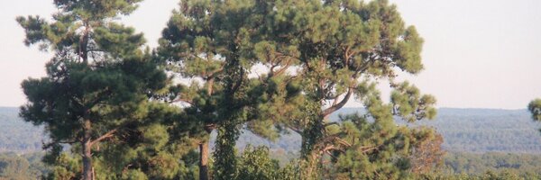 CherrishPryor Profile Banner