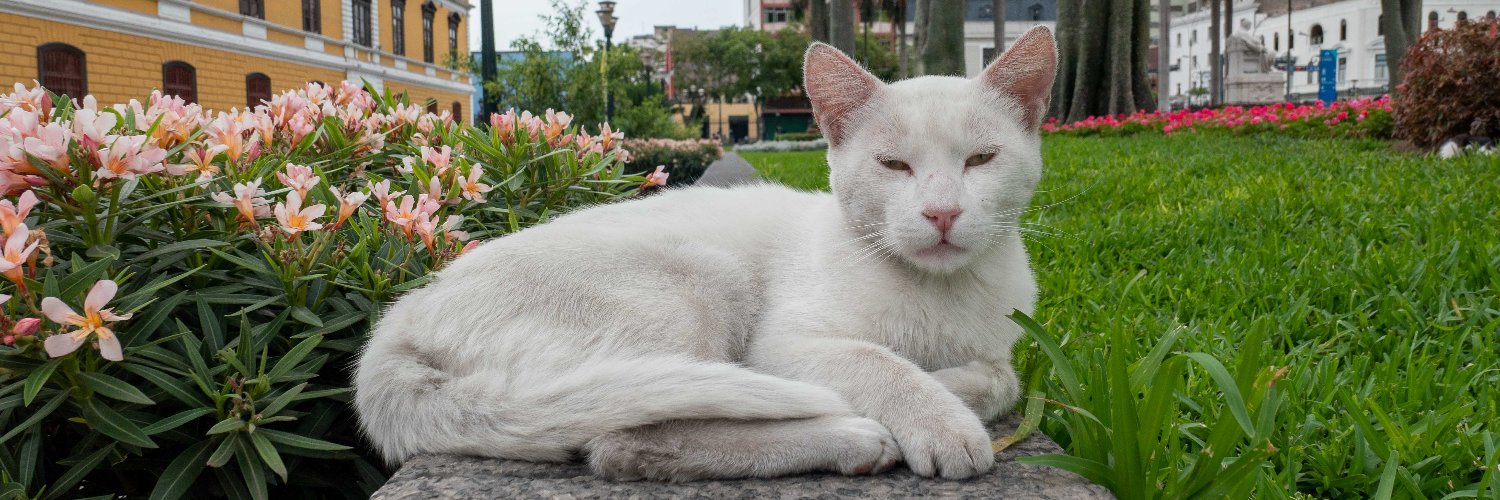 Chris Arnade 🐢🐱🚌 banner