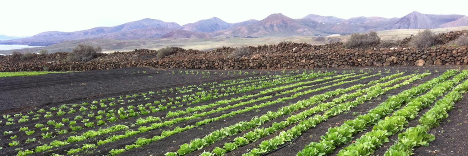 VerdesLanzarote's profile banner image