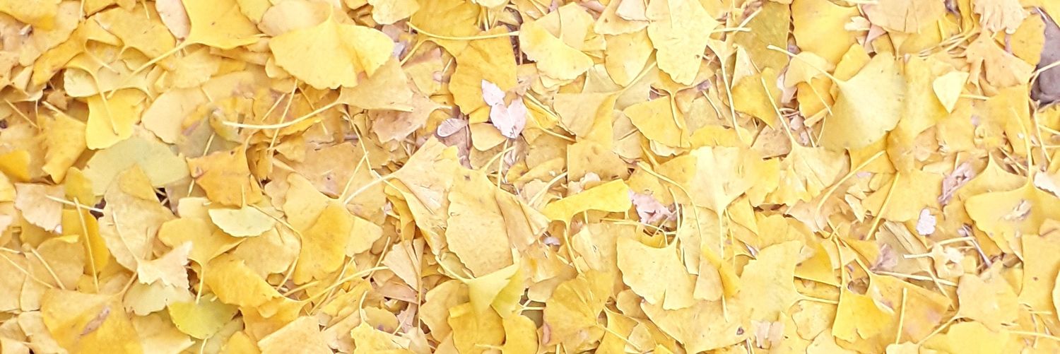 floferrando's profile banner image