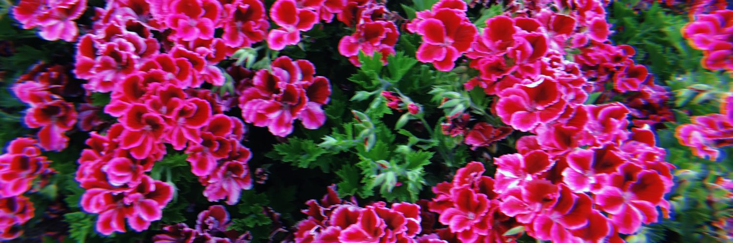 ChelseaLouise_9's profile banner image