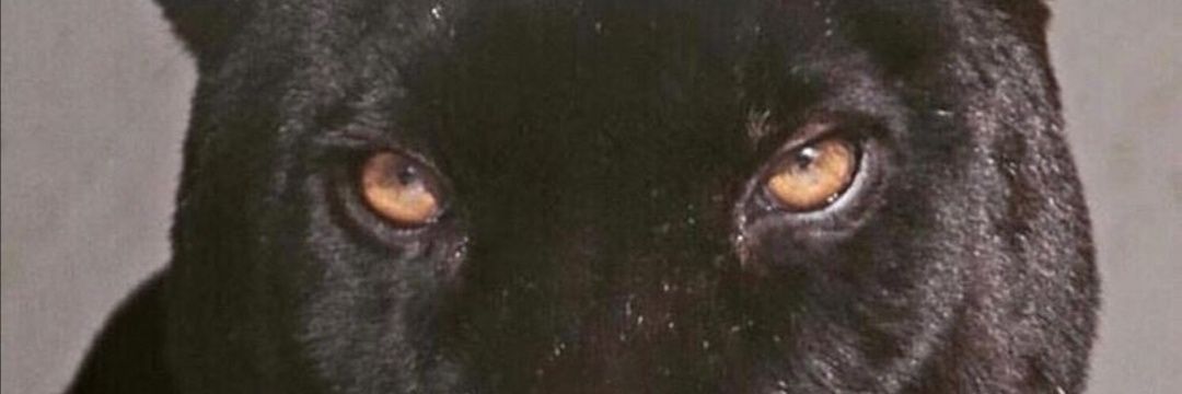 ibehalimah's profile banner image