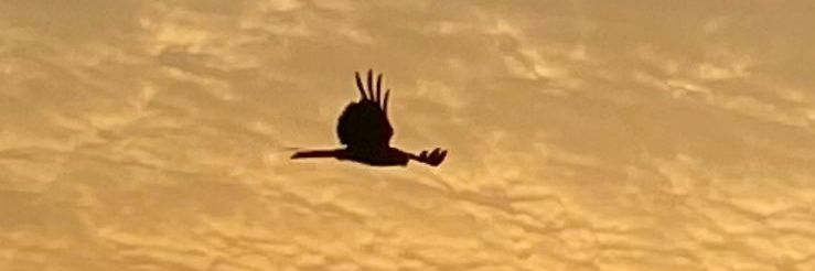 Tripti Singh 🇮🇳 banner