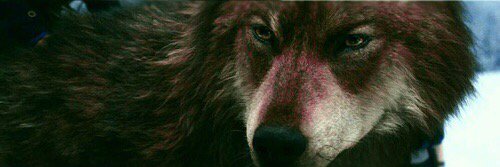 ImprintedHowler's profile banner image