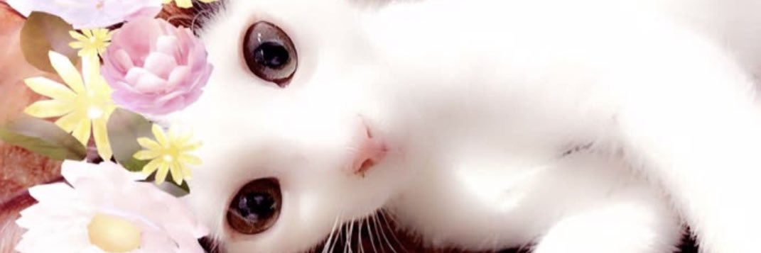 sannaakbr's profile banner image