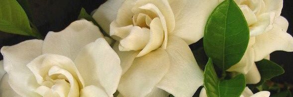 MagnoliaOrchids's profile banner image