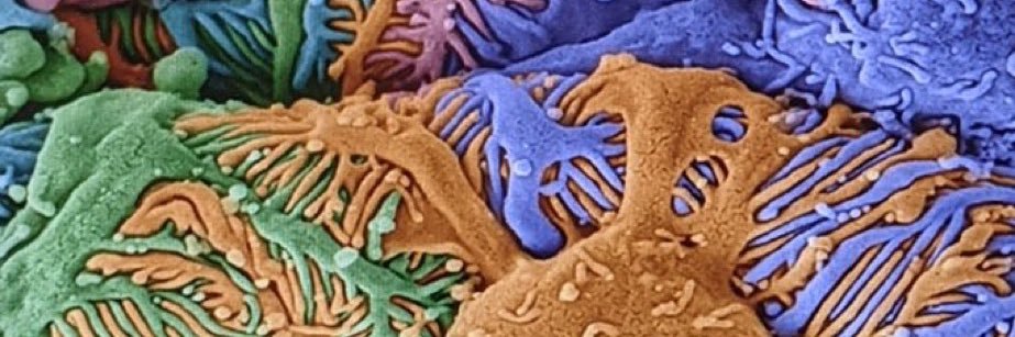 Gary Singer, MD banner