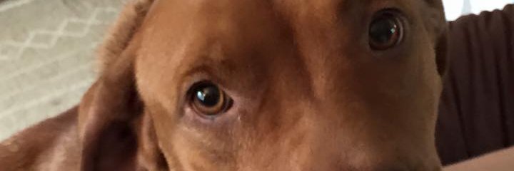 Lexi_Thyme's profile banner image