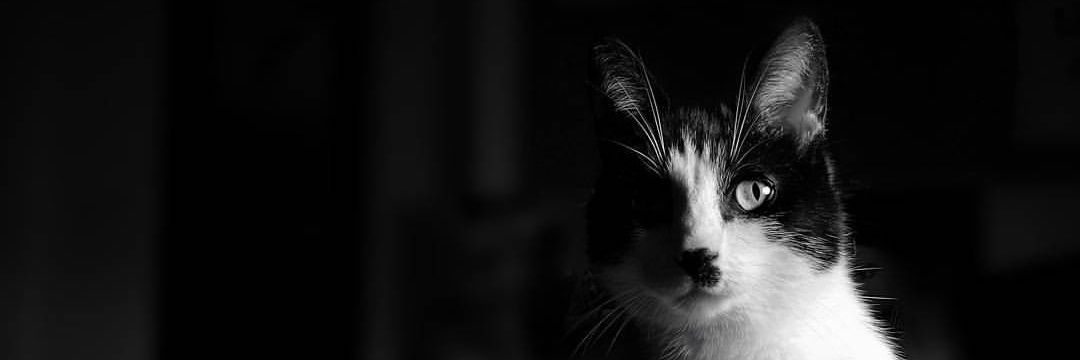 BenCutter1's profile banner image