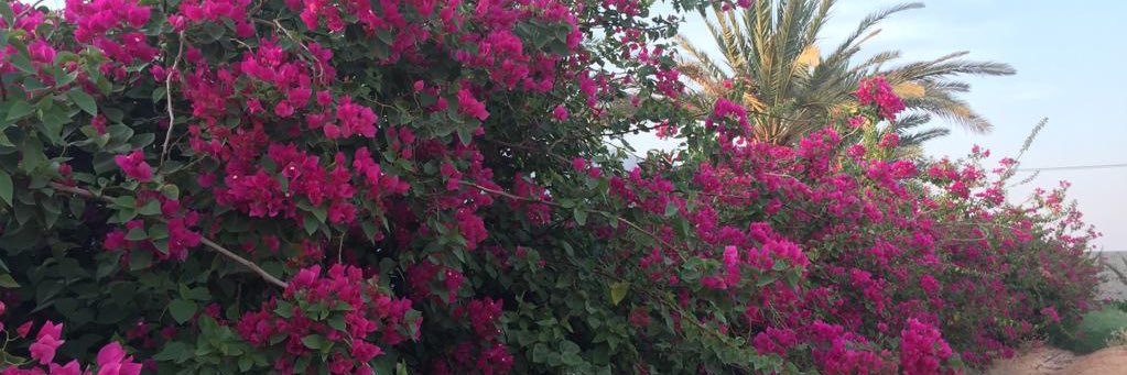 doly78's profile banner image