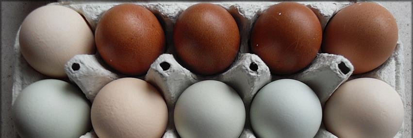 PoultryGuide's profile banner image
