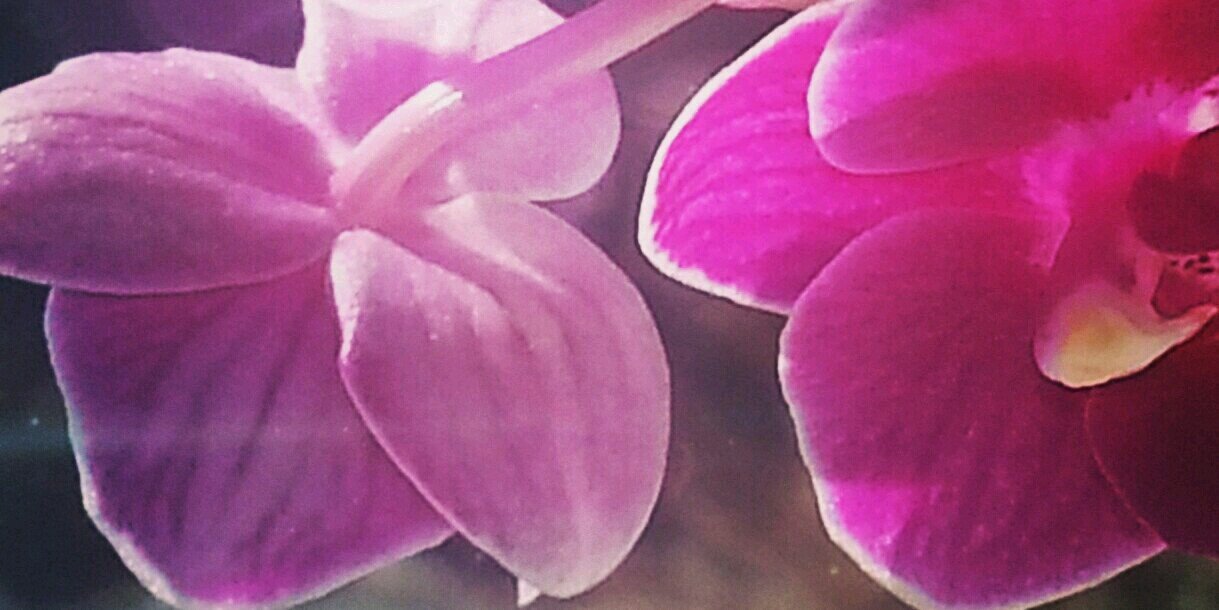 MarjolijnLS's profile banner image