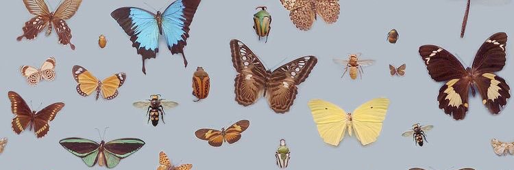 milly_cornforth's profile banner image