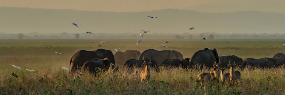 GorongosaPark's profile banner image