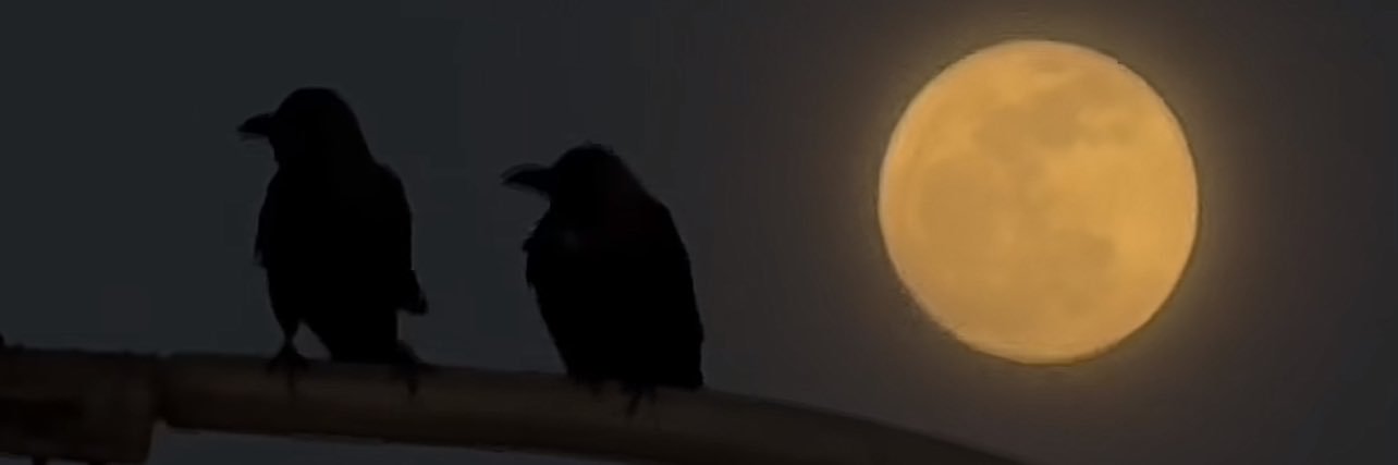 jackiee. 🥪 banner