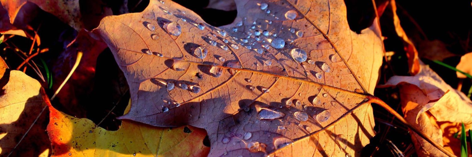 Rain7781's profile banner image