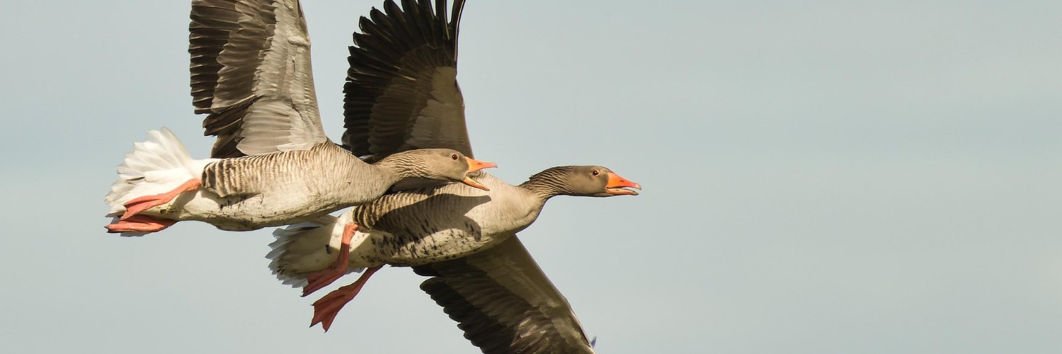 GovernanceGoose banner