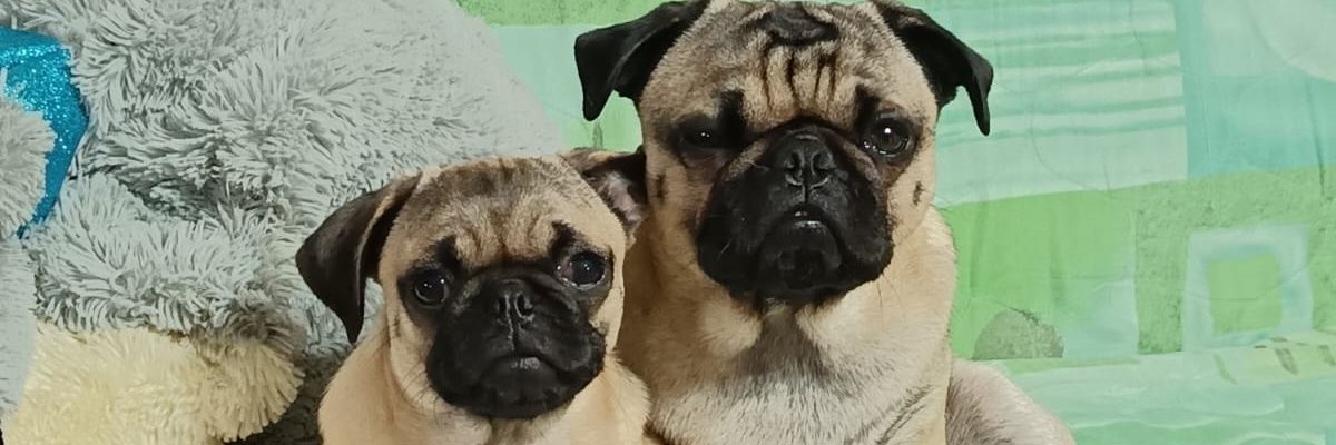 GomezEstefan's profile banner image