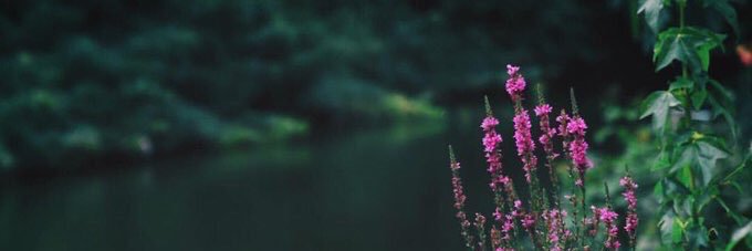 Randa_727's profile banner image