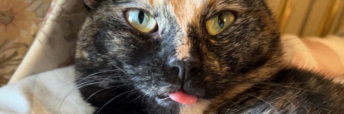 britfaced_'s profile banner image