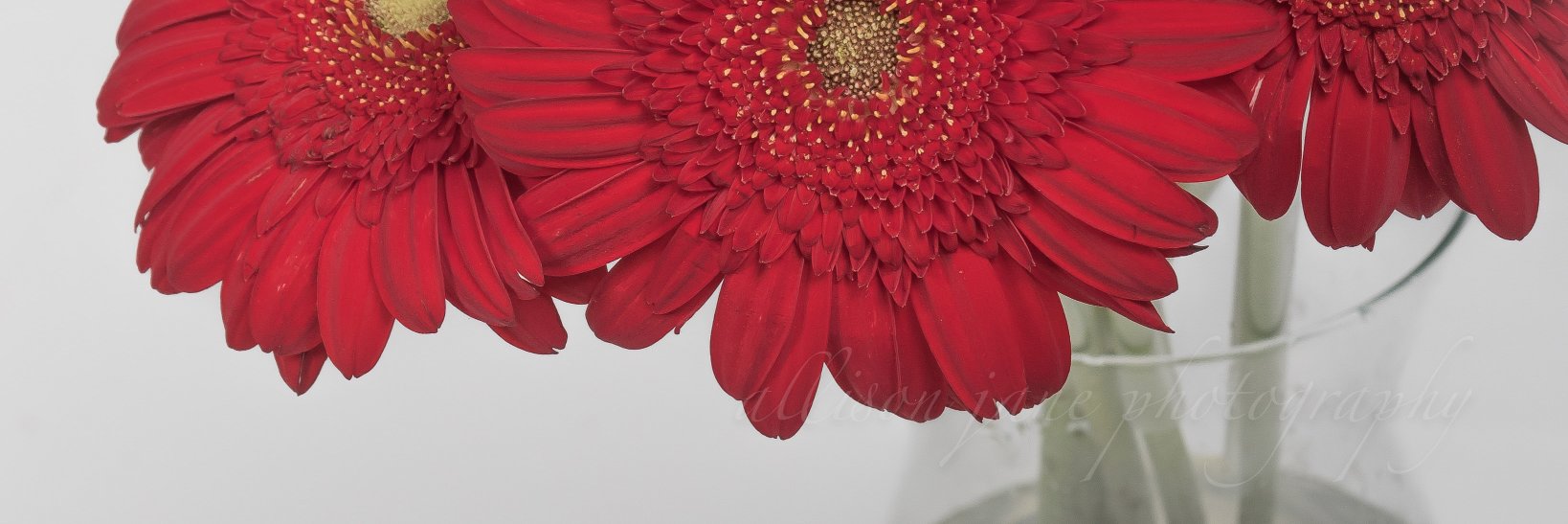 AJanePhoto's profile banner image
