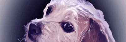 GretaJackapoo's profile banner image