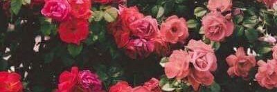 BeccaPerillo's profile banner image