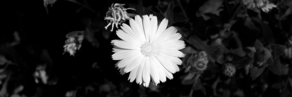 Massimo_DeCarlo's profile banner image