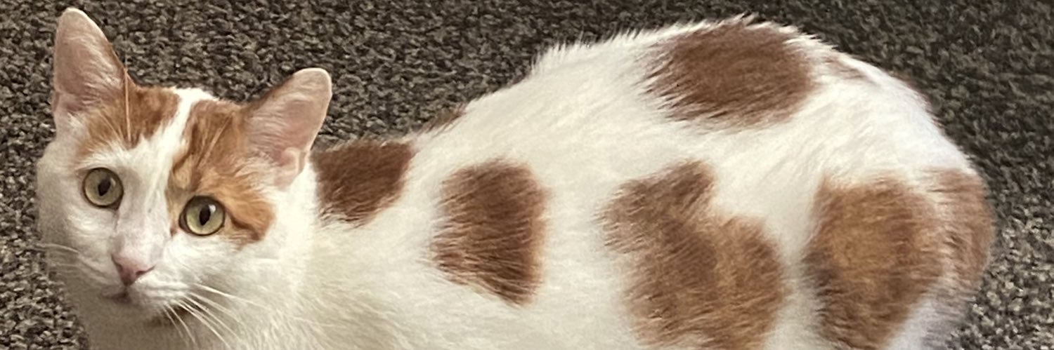 helloriloriloy's profile banner image