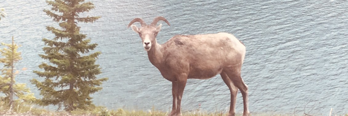 David Bergstein banner