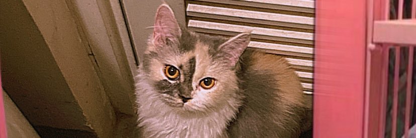 verariskh's profile banner image