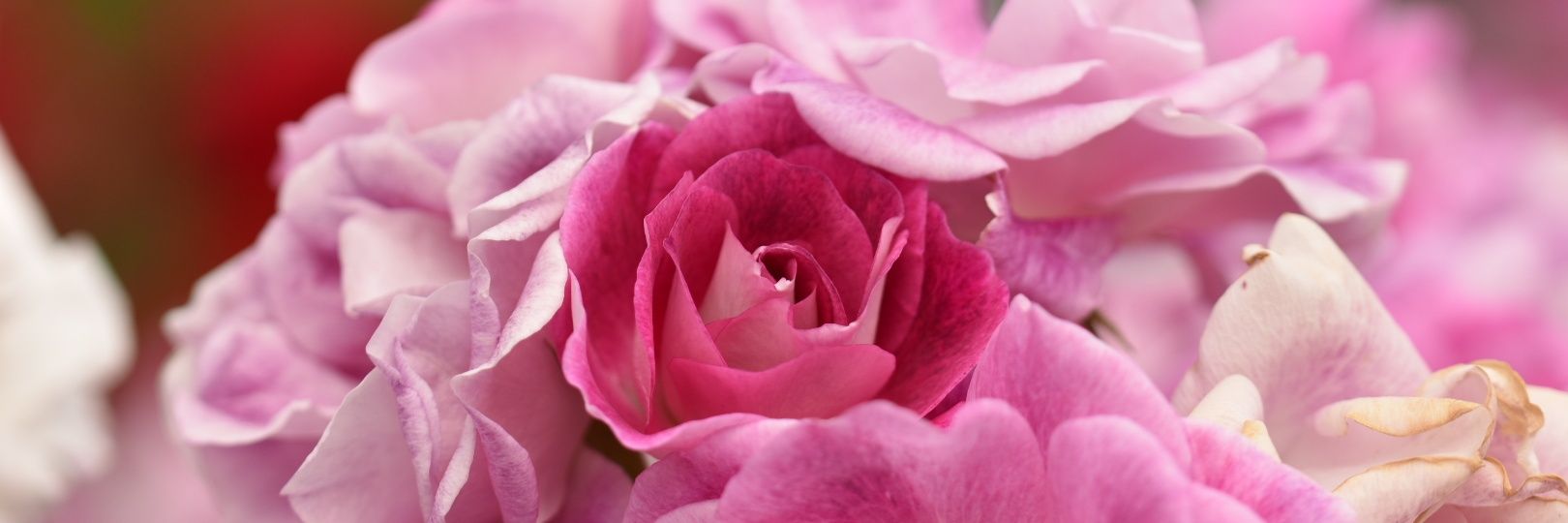 saladhope_k's profile banner image