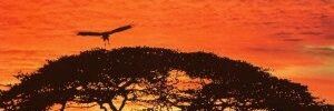 JMulonzya's profile banner image