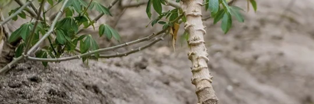 Valens Habarurema banner