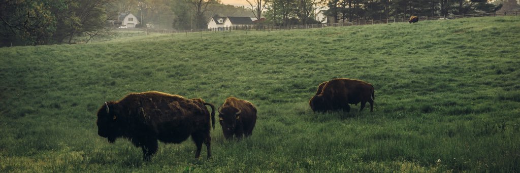 Gunpowder Bison banner
