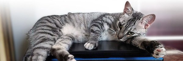 SamWardeWriter Profile Banner