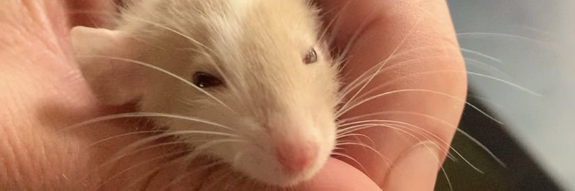 SeriousRiaan's profile banner image
