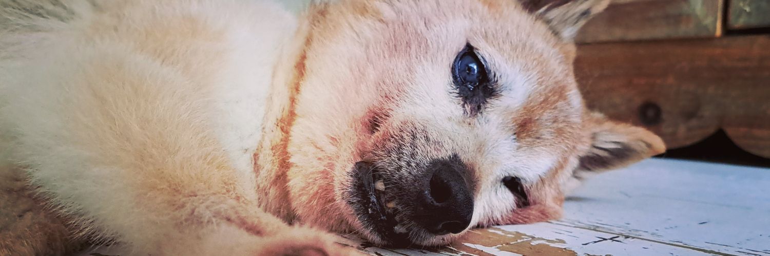 小松由佳 『 ハイポテンシャル』Disney+ banner