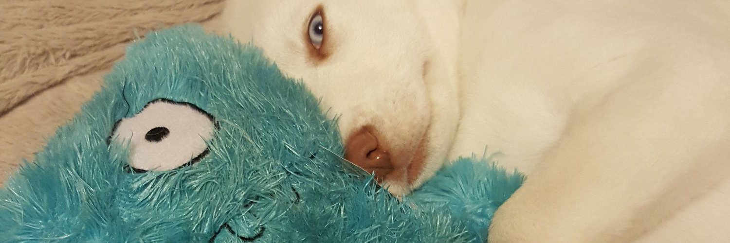AvocadoBTV's profile banner image